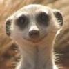 CorinneKurek